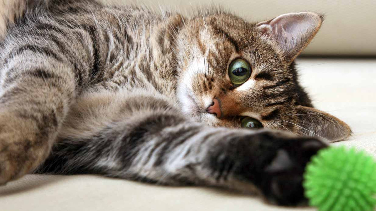 Коти-віртуози опанували спіннери: кумедні відео - фото 1