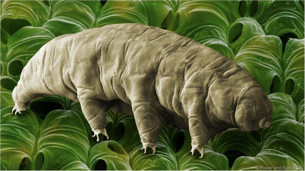 Tardigrada - фото 1