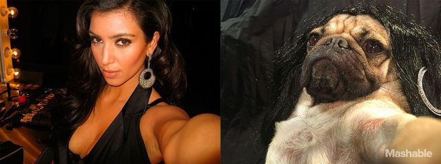 Мопс відтворив сексуальні селфі Кім Кардашян: кумедні фото - фото 180366