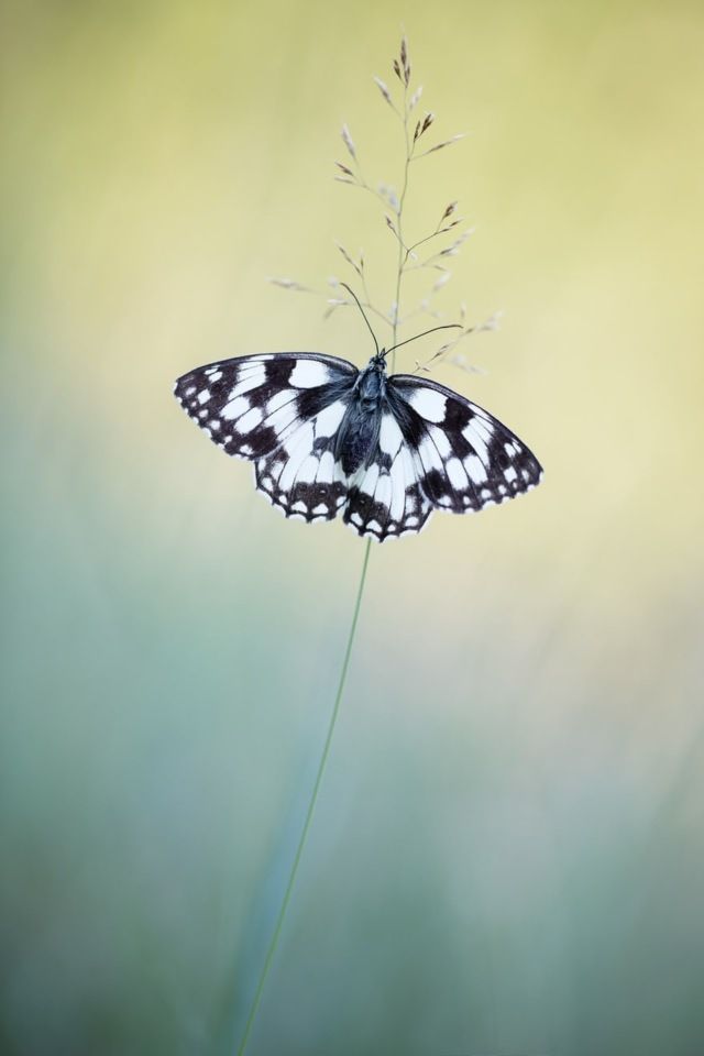 Найкращі макрофотографії року, які вас вразять - фото 185312
