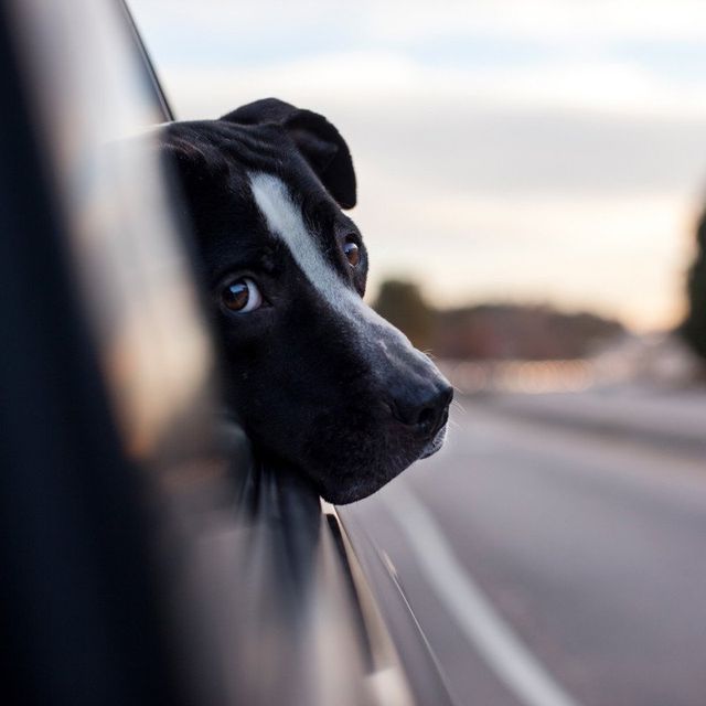 Американець рятує безпритульних собак зворушливими фото - фото 180780