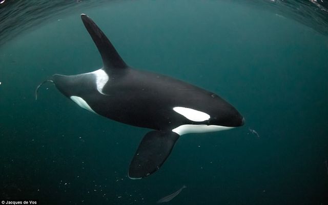 Сміливець показав зблизька небезпечних китів: приголомшливі фото - фото 182357