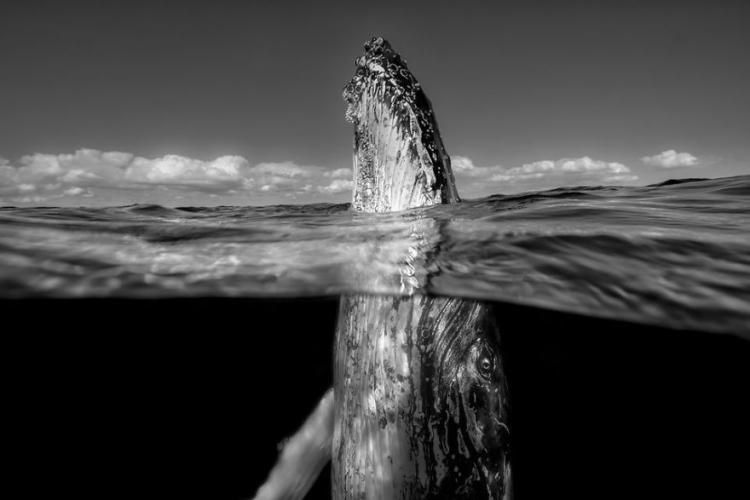 Вражаючі світлини фотоконкурсу журналу National Geographic - фото 1