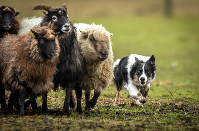Найкращі роботи конкурсу Dog Photographer-2017: яскраві фото - фото 180068