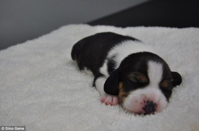 У Китаї вперше клонували генномодифіковану собаку