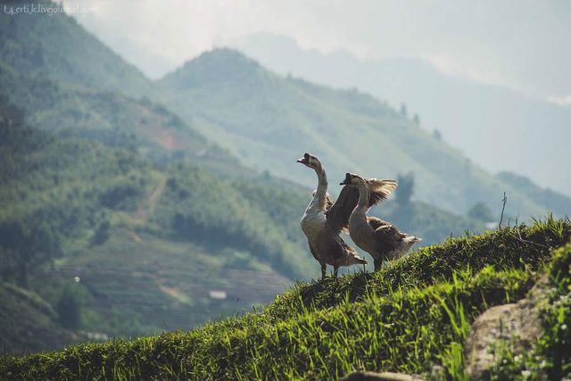 Фотограф показав незвичайні пейзажі далекого В'єтнаму - фото 185175