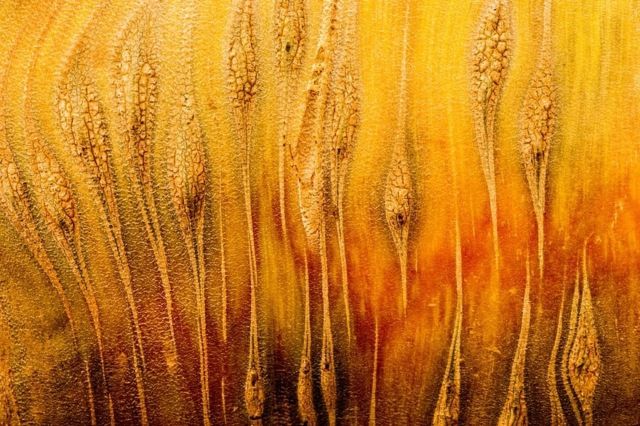 Найкращі макрофотографії року, які вас вразять - фото 185308