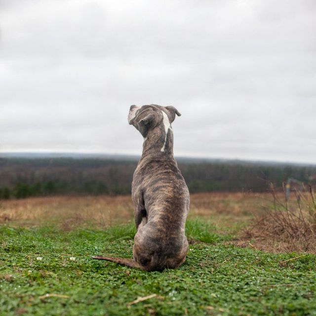 Американець рятує безпритульних собак зворушливими фото - фото 180790