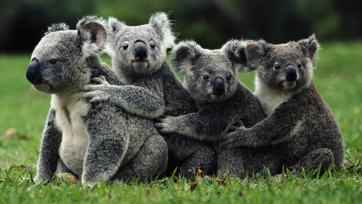 Науковці пояснили, для чого коалам відбитки пальців - фото 1