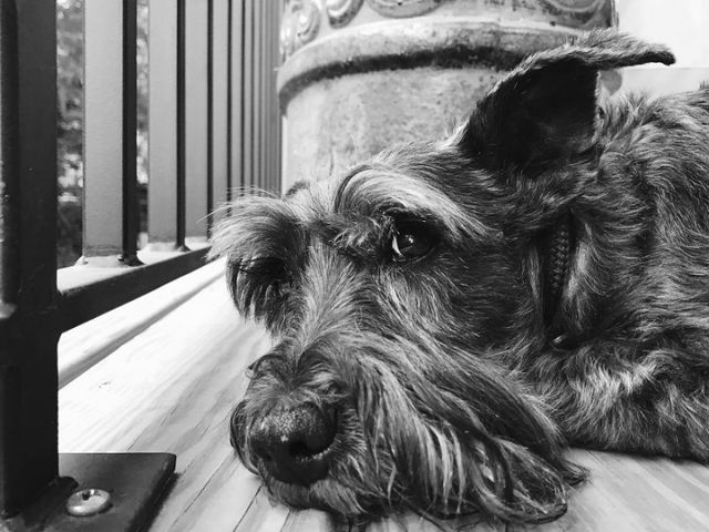 Милі фото стареньких собак, які вас зворушать - фото 182458
