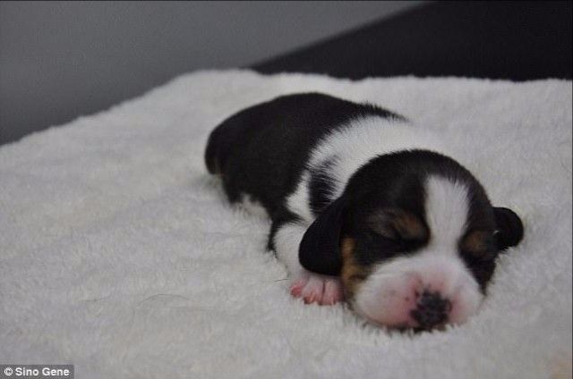 Перше у світі генно-модифіковане цуценя: милі фото