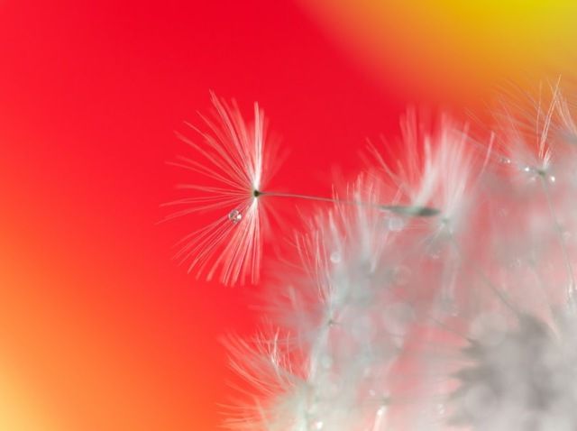 Найкращі макрофотографії року, які вас вразять - фото 185309