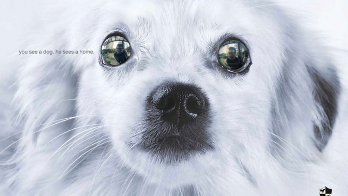 Потужна соціальна реклама про тварин, яка змушує замислитись - фото 1