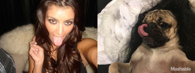 Мопс відтворив сексуальні селфі Кім Кардашян: кумедні фото - фото 180364
