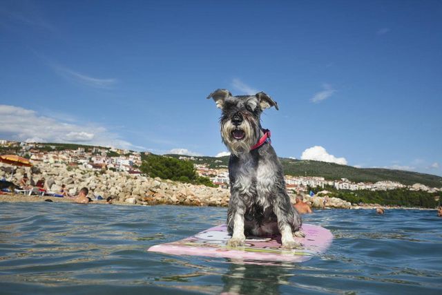 Ніяких котів! У Хорватії працює бар для собак - фото 191299