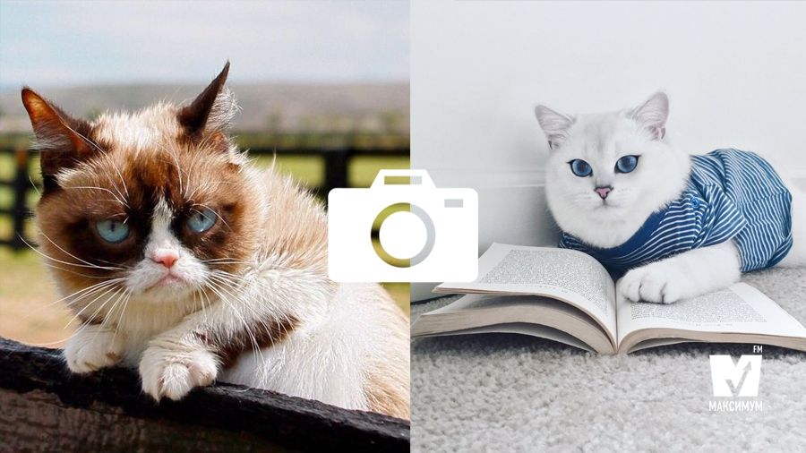 Від таких пухнастиків важко відвести погляд! - фото 1