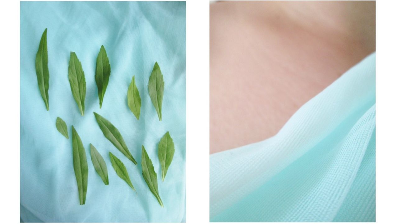 Корисних властивостей м'яти не злічити - фото 1