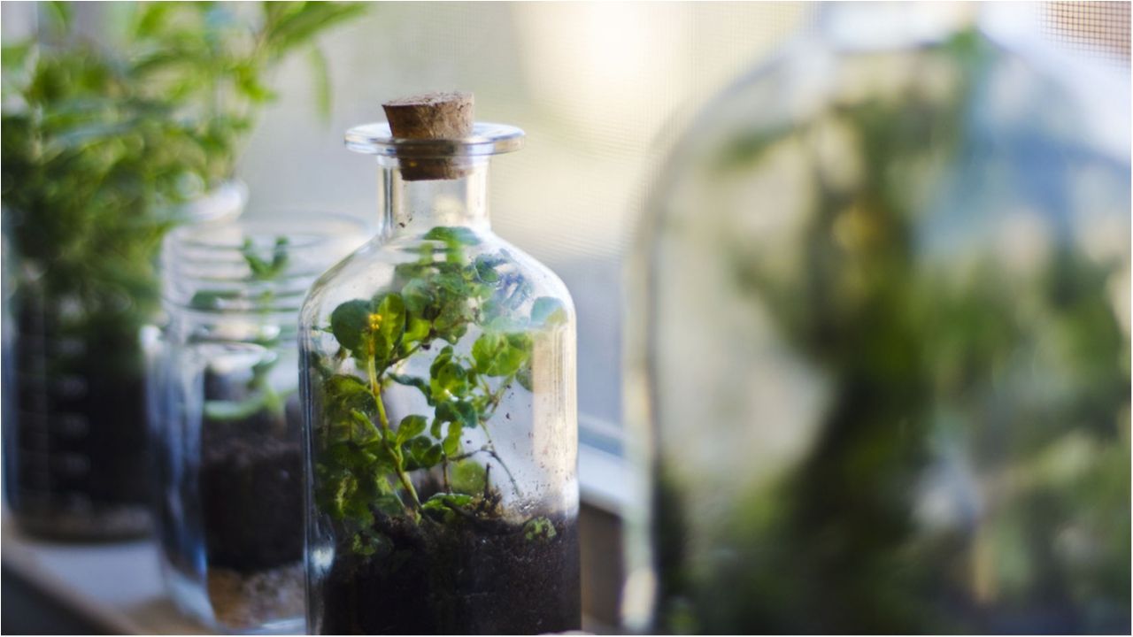 Так виглядала перша квітка на планеті Земля