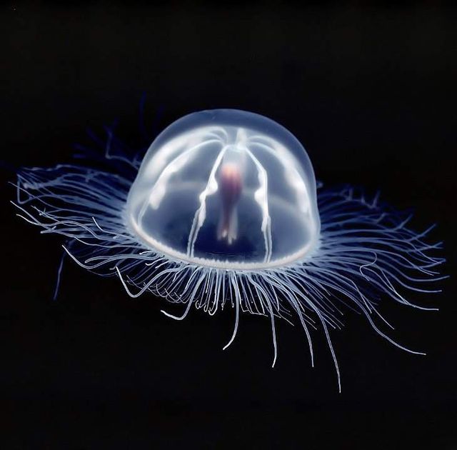 Найнебезпечніші морські чудовиська за версією National Geographic - фото 191561