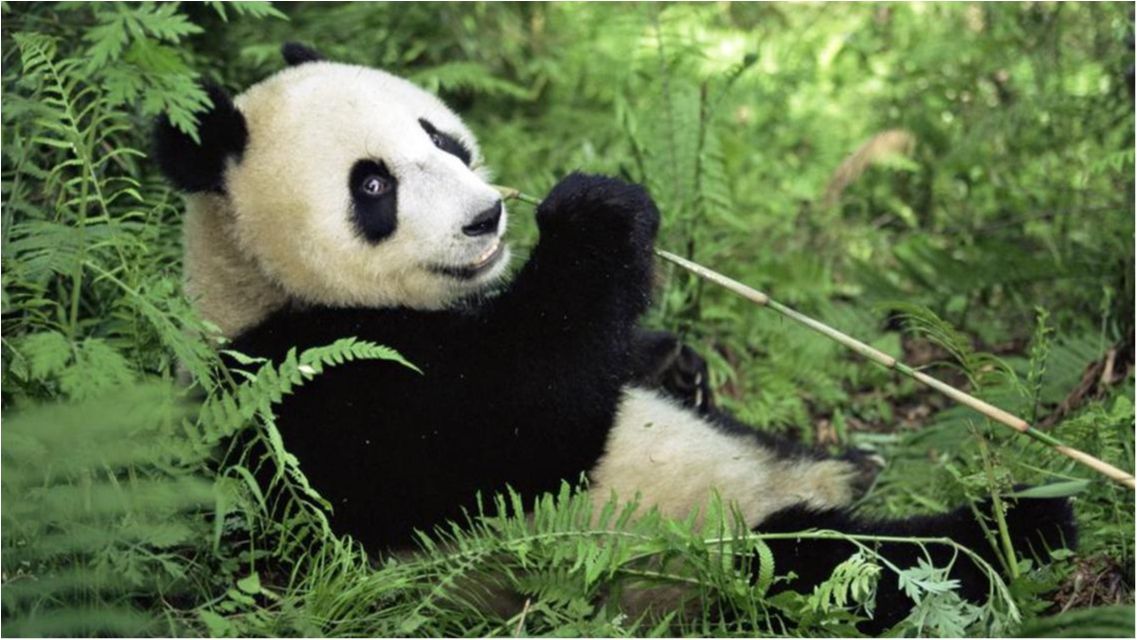 Кумедні падіння панд поєднали в одному відео