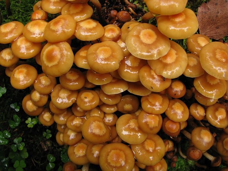 Вчені назвали найбільний організм планети