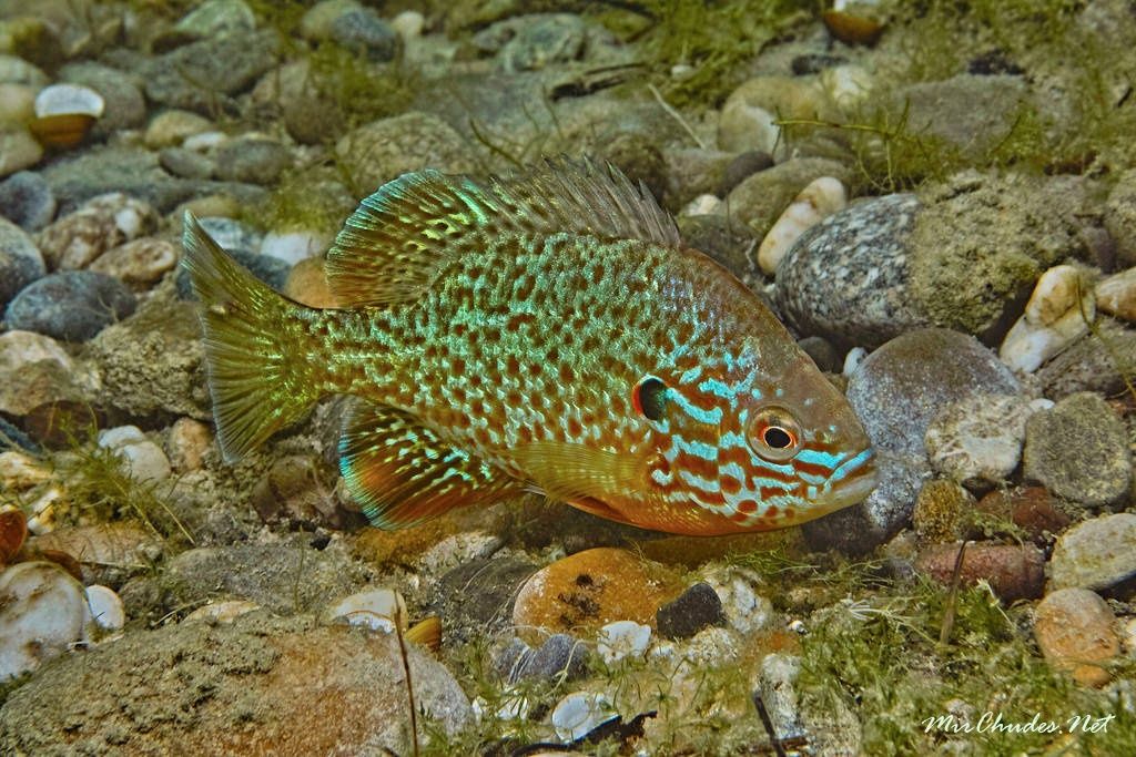 У Дніпрі рибалки виловили рідкісну рибу з Америки