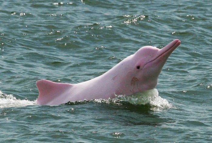 Надзвичайно рідкісний дельфін потрапив  в об'єктив відеокамери: відеофакт