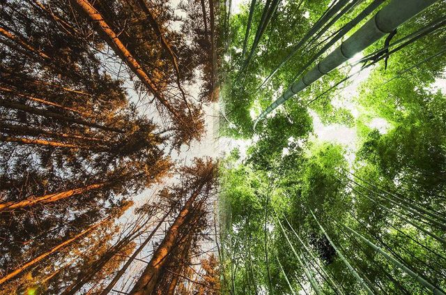 Фотограф показав, наскільки схожі пейзажі в різних куточках світу - фото 192807