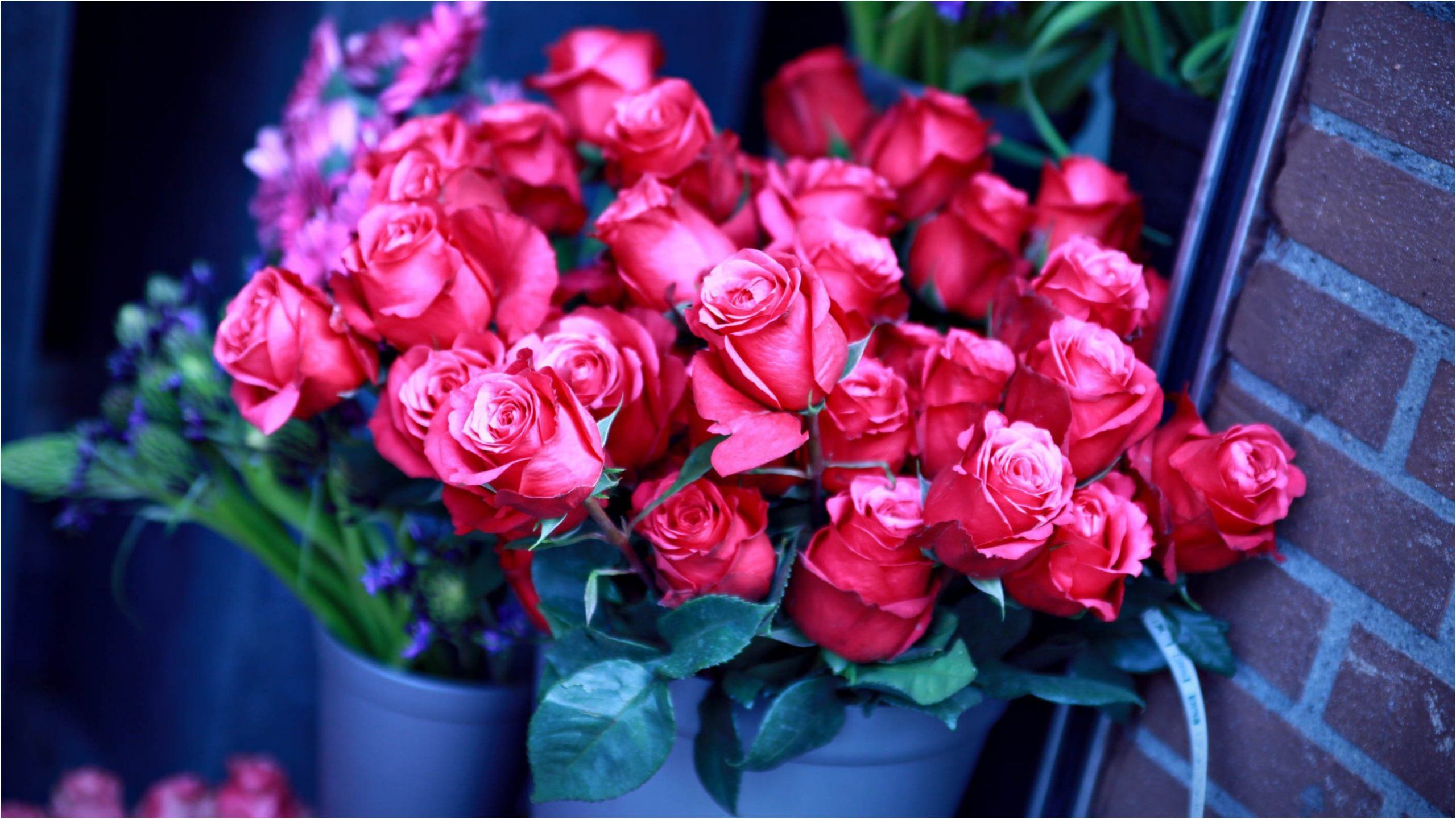 Мільйони троянд зацвіли одночасно: вражаюче відео