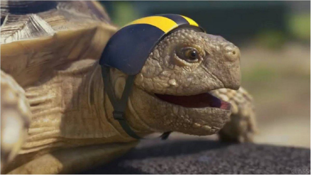 В Японії гігантська черепаха втекла із зоопарку