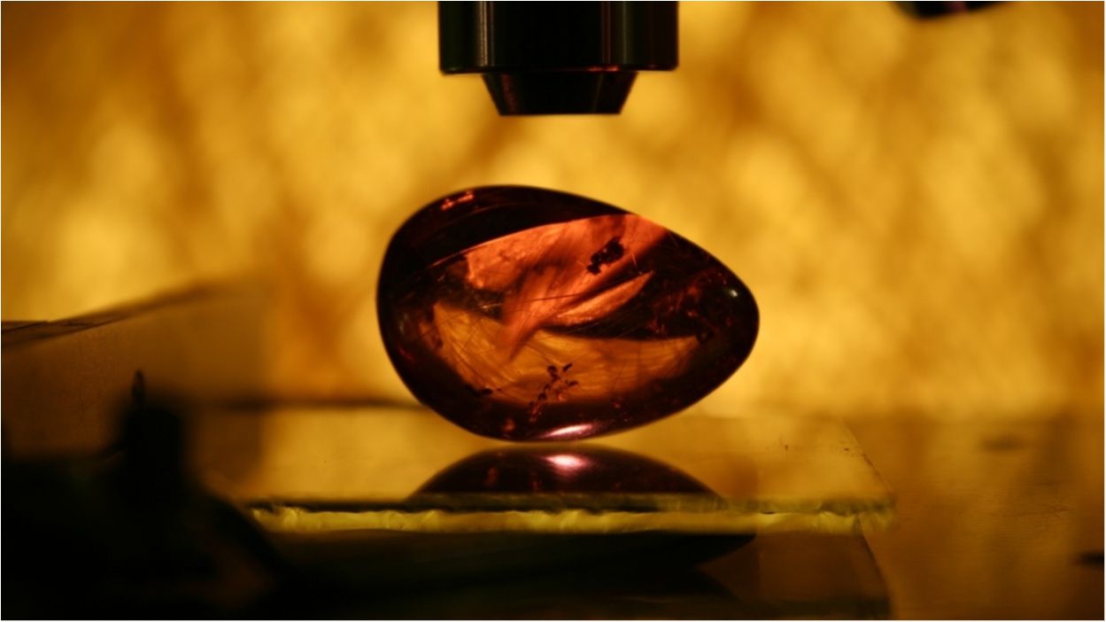 Вчені відкрили найдавніший вид квітів