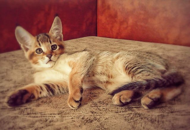 Названо найдорожчі породи котів: ви будете вражені - фото 187094