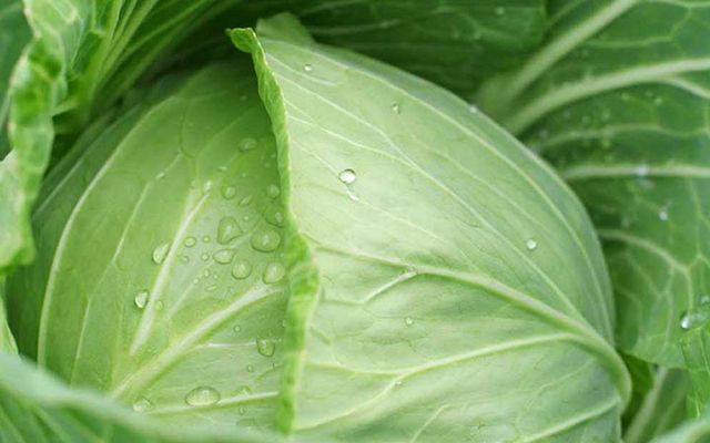 Чим лікувати сонячні опіки в домашніх умовах - фото 186538