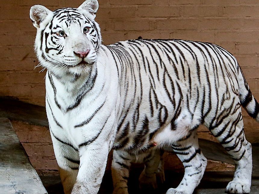 В Україні народилися рідкісні білі тигренята: з'явилося відео