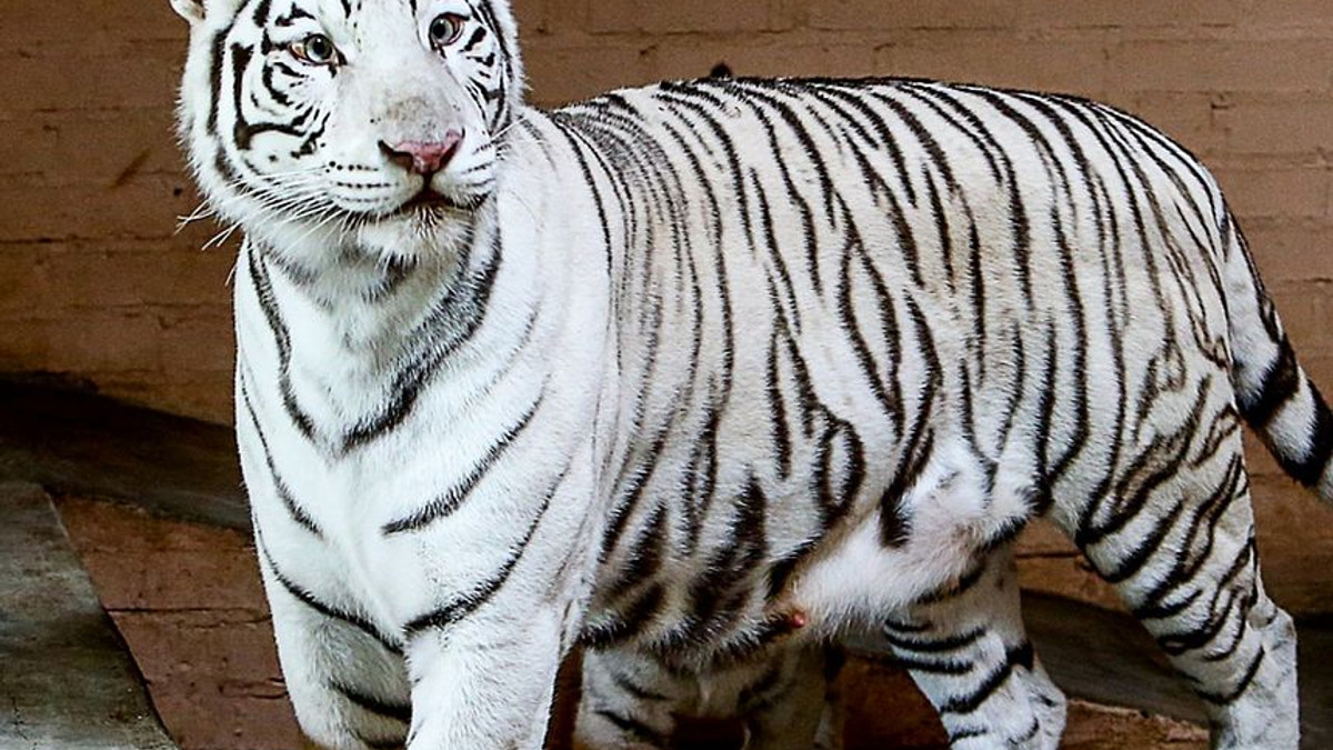 Біла бенгальська тигриця Азіра стала мамою - фото 1
