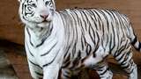 В Україні народилися рідкісні білі тигренята: з'явилося відео