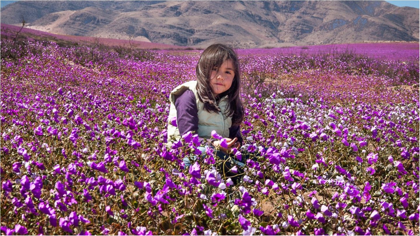 Розквітло найбільш засушливе місце на планеті: фотофакт