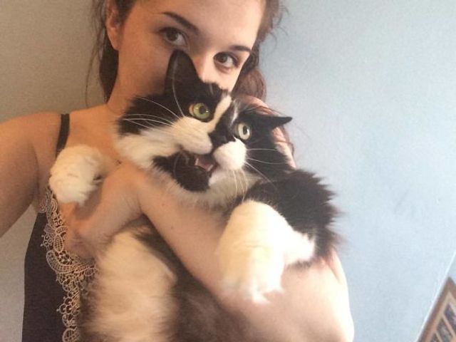 Коли котики не в захваті від селфі: кумедні фото - фото 189107