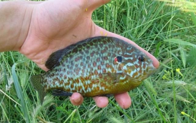 У Дніпрі рибалки виловили рідкісну рибу з Америки - фото 191322