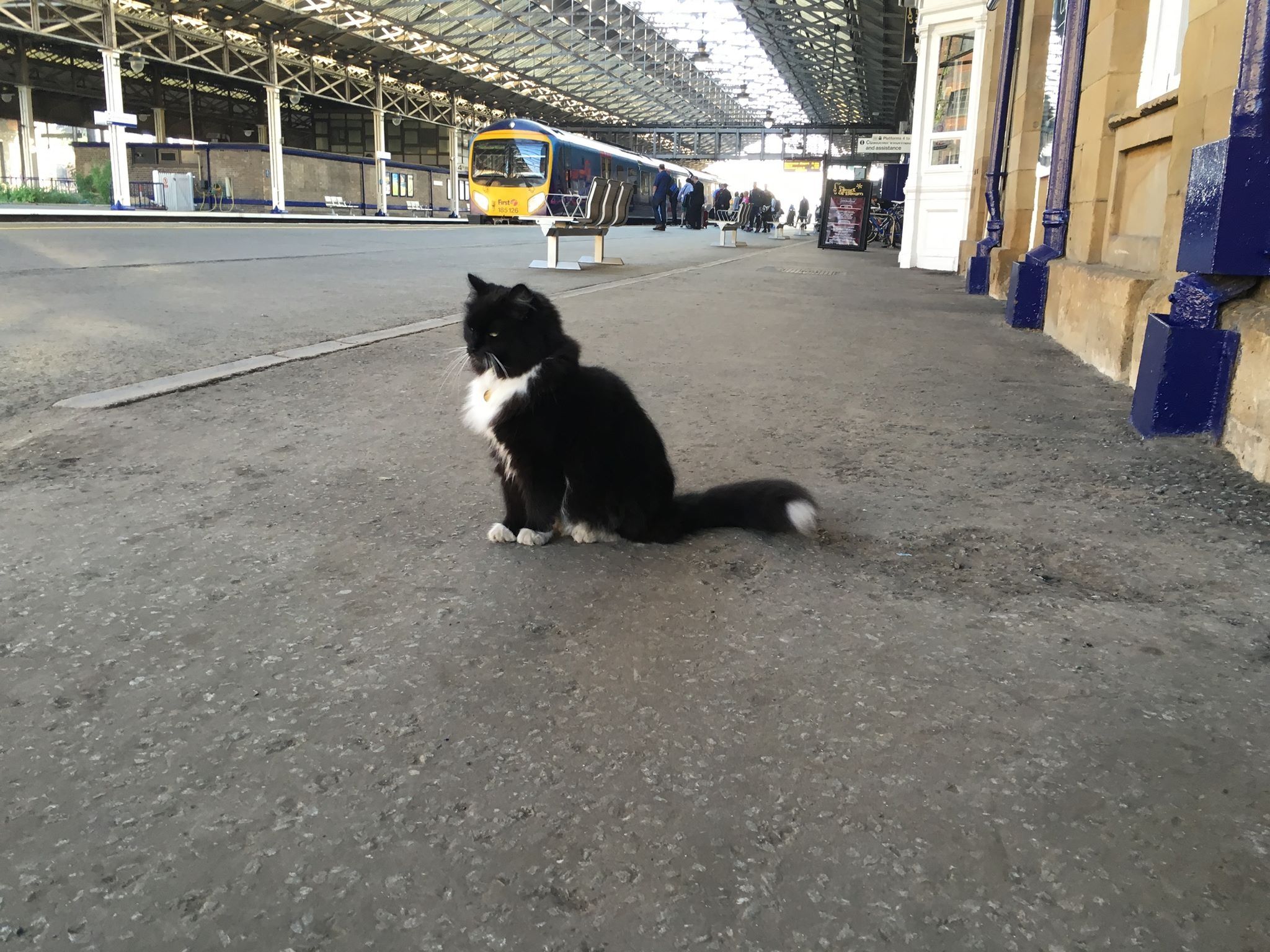 В Японії пасажири будуть мандрувати з котиками