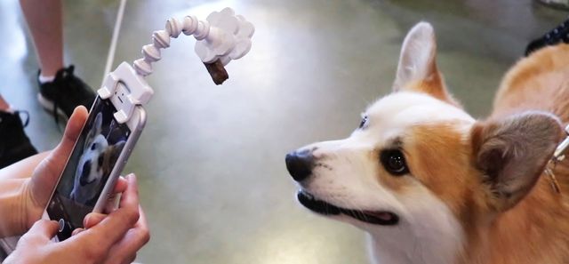 Створено пристрій для безпроблемних селфі з домашніми улюбленцями: чарівні фото - фото 190087