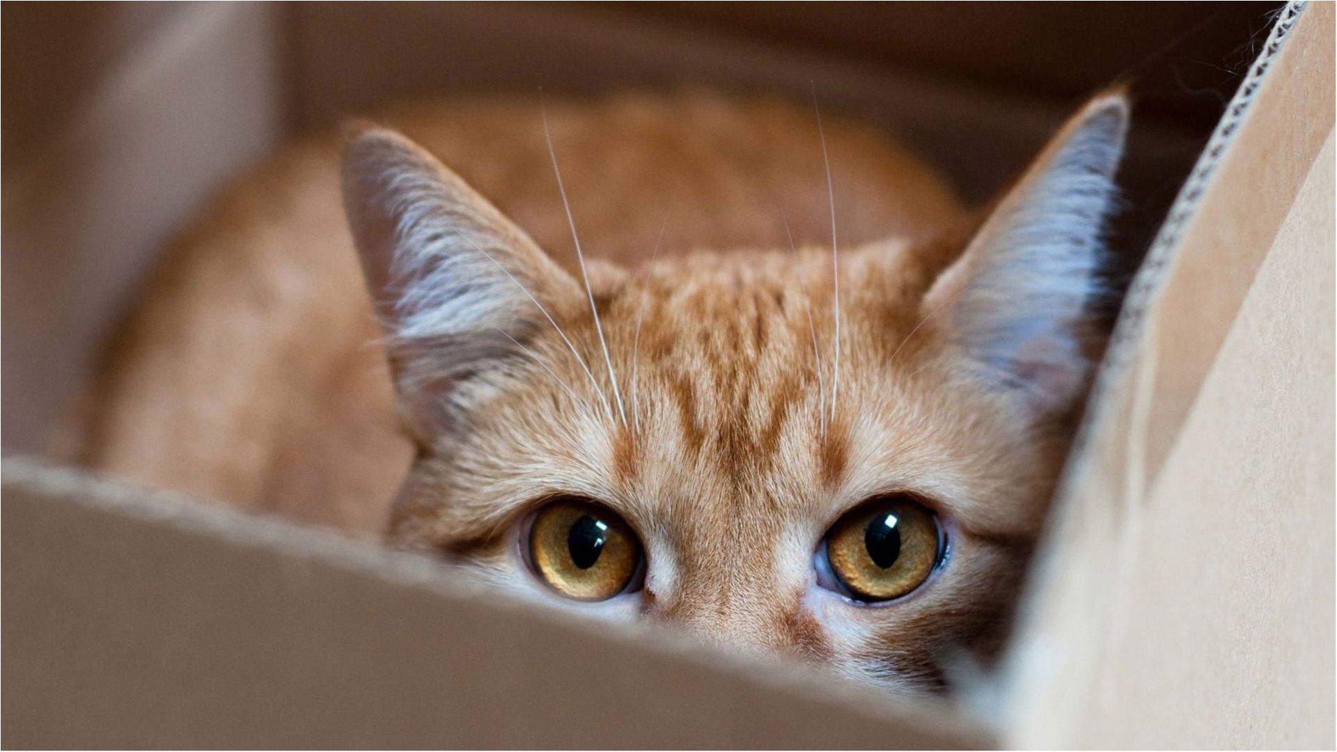 Кіт, який дає "п'ять", став справжньою зіркою мережі