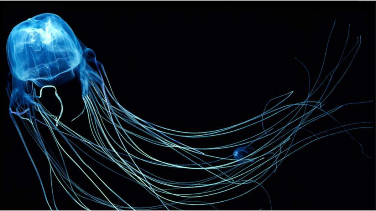 Щупальця медуз досягають в довжину чотирьох метрів - фото 1