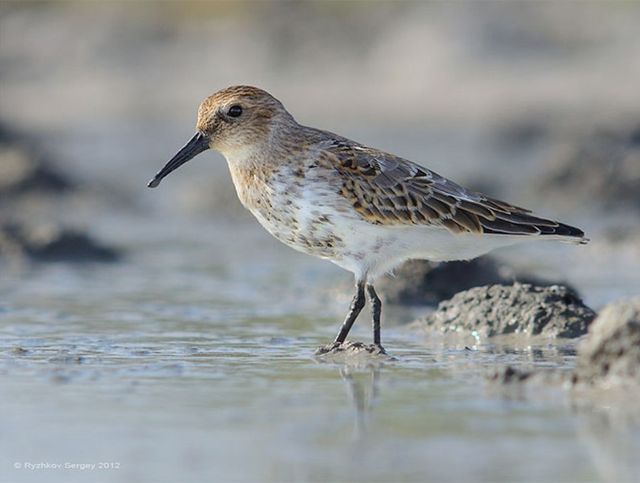 Солоний лиман - фото 191065