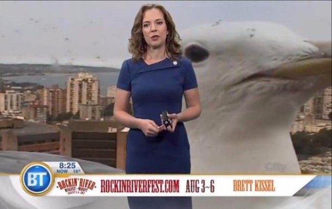 Як гігантська чайка зіпсувала прямий ефір