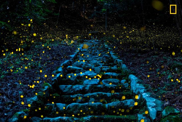 Перехоплює дух! National Geographic назвав найкращі фотографії 2017 року - фото 185956