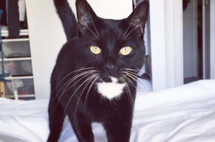 Як "сором'язливий" кіт змусив британку ховатися