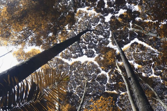 Ali Reza Zamli - фото 189164