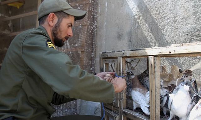 В Ірані упіймали майже сотню голубів-наркокур'єрів - фото 192299