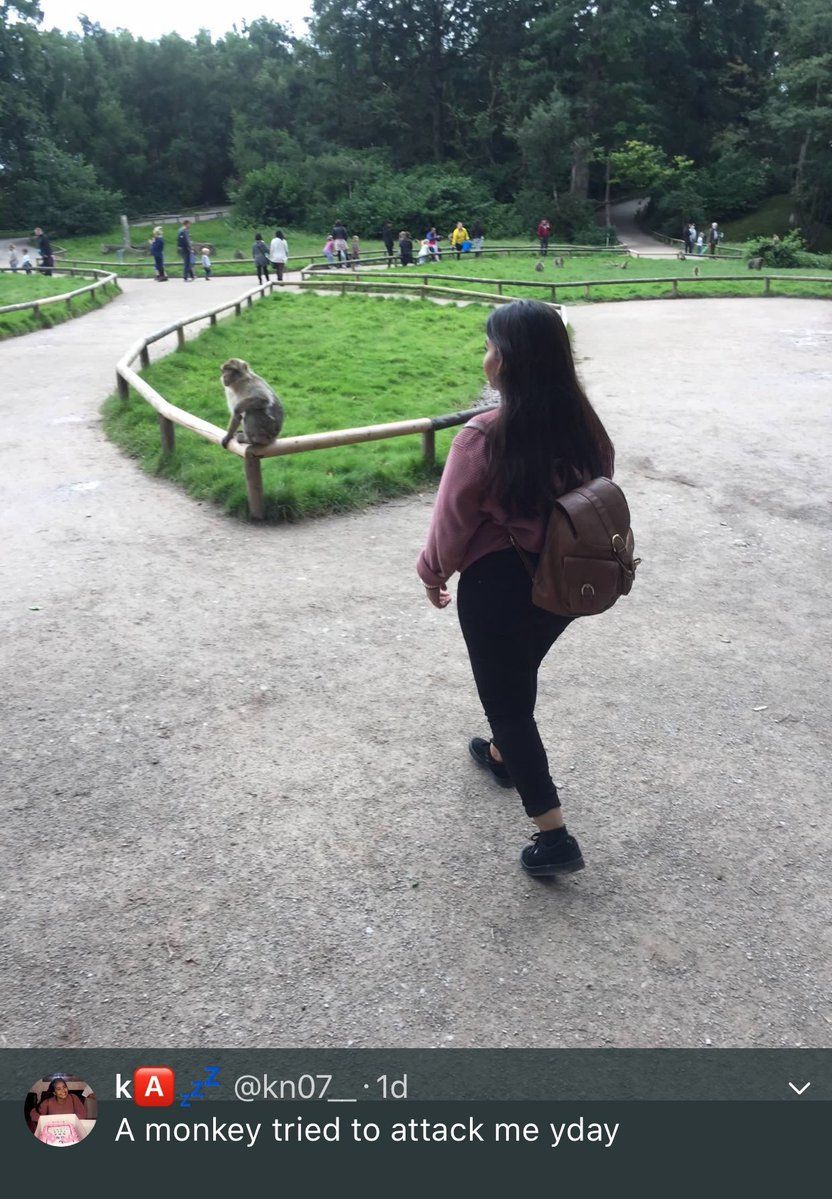 Дівчина хотіла селфі з мавпою, але щось пішло не так